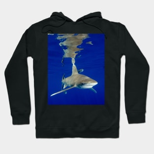 Oceanic White Tip Shark and Surface Reflections Hoodie